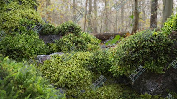 images/goods_img/20210312/3D model Moss 7 Species and Stones - PBR Asset Kit/4.jpg